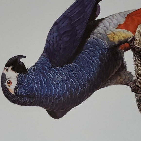 The Grey Parrot, Psittacus Erithacus Poster by Francois Levaillant, 1801 - 1805 - Picture 2 of 2